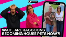 Wait…Are Raccoons Becoming House Pets Now?!