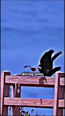 How Hawks Kill Their Prey in Seconds! #facts #shorts #viral