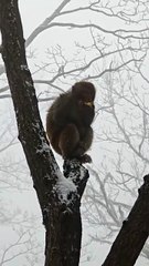 #funny video #shortvideo #viralvideo #funnyadda#