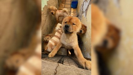 121 animais são resgatados de canil no Ceará após proprietária ser presa por maus-tratos