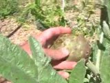 Edible Artichokes, Ants, and Aphids