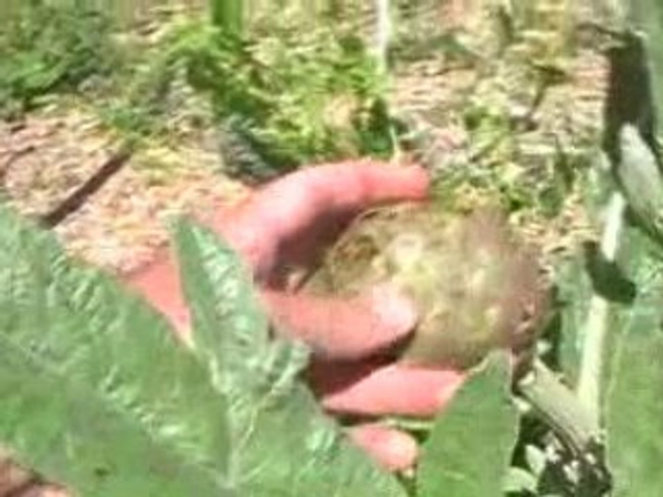 Edible Artichokes, Ants, and Aphids