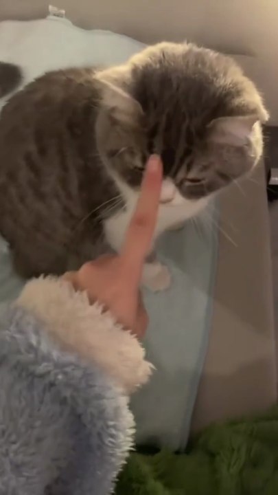 Ccats vs Static Electricity.Funny Cats Movements For Cat lovers. Must Watch