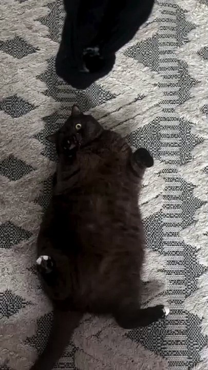 Funny Cats Movements For Cat lovers. Must Watch