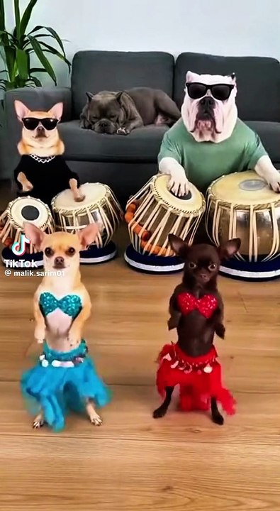 Tanzende Hund