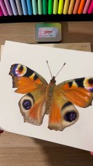 Dessin réaliste d'un papillon avec les crayons de couleur et l'aquarelle Skrim
