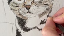 Dessin réaliste d'un chat au crayon de couleur