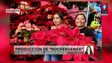 Producción de Nochebuena posiciona a Michoacán como segundo lugar nacional
