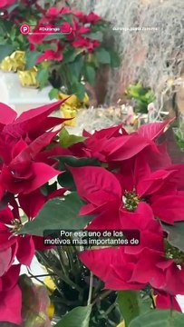 🎅🏻 Entre comida, familia, tradición y recuerdos compartidos, así se festeja la Navidad en Durango 🎄