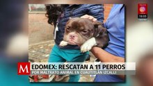Fiscalía del Estado de México rescata a 11 perros víctimas de maltrato animal en Cuautitlán Izcalli