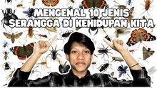 Jenis Serangga yang Paling Sering Ditemui Manusia