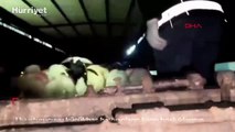 Uyuşturucuyu küçükbaş hayvanların karın boşluklarının içine gizlemişler!