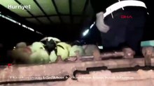 Uyuşturucuyu küçükbaş hayvanların karın boşluklarının içine gizlemişler!