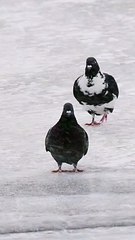 #funny video #shortvideo #viralvideo #funnyadda#