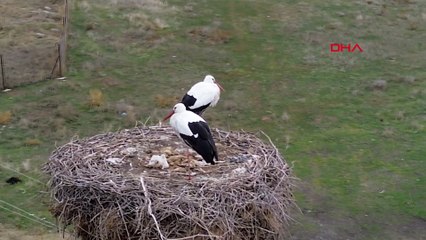 Köye 10 yıl önce gelen leylekler göç etmiyor