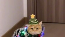 The cutest Christmas tree ever… it’s a cat 🎄🐱