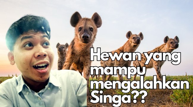 Hewan yang Mampu Mengalahkan Singa