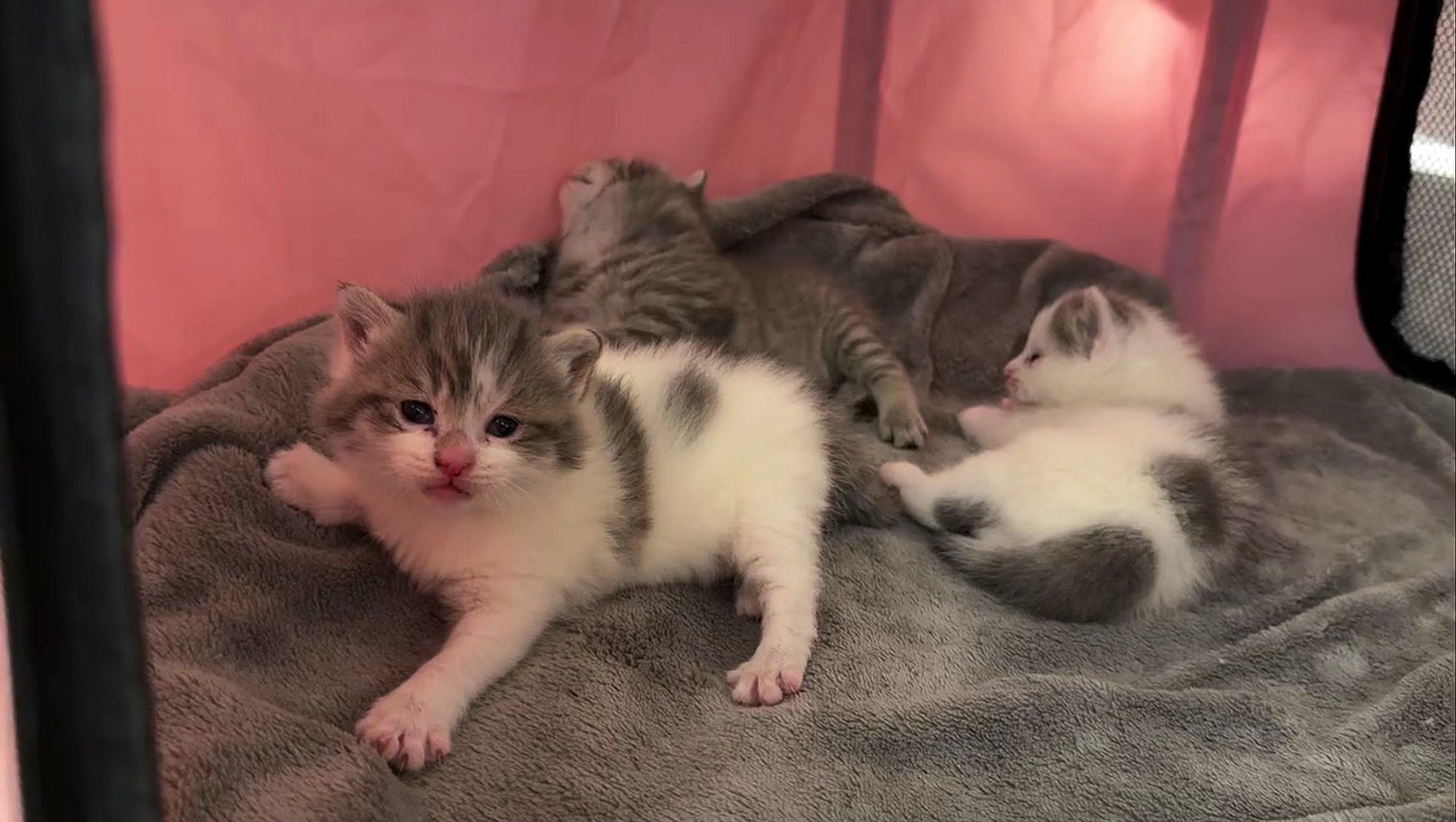 ⁣playful pet moments