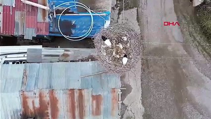 Onlar Türkiye'nin en sevimli sığınmacıları... Çocukları göçüp gitti ama onlar kaldı!