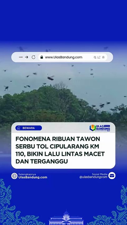 Detik-Detik Ribuan Tawon Berterbangan di Tol Cipularang KM 110!