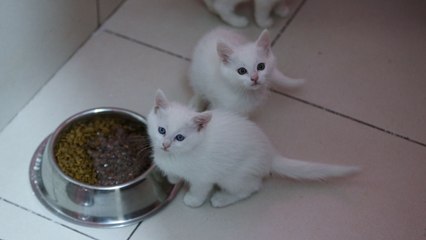 Van Kedisi Araştırma Merkezi’nde bu yıl 120 yavru dünyaya geldi