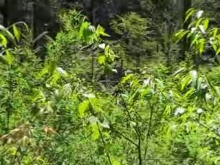 chant d'oiseau