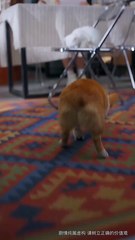 Paws Speak Louder Than Words (2025) – FULL HD [Eng Sub]