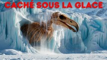 L’Antarctique cachait un prédateur colossal depuis des millénaires