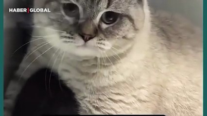 Barınaktaki en iyi arkadaşının sahiplenileceğini anlayan kedinin yaptıkları izlenme rekoru kırdı