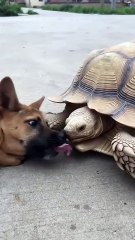 #funny video #shortvideo #viralvideo #funnyadda#