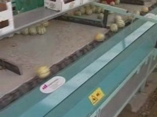 Sammo Envasado de Melones por Peso 🍈