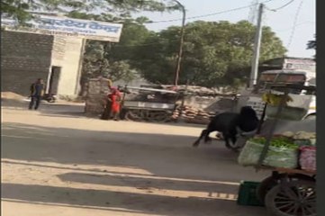 बाजार बना अखाड़ा, सांडों की लड़ाई से परेशानी