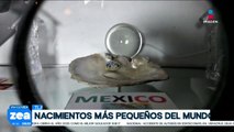 Tlaxcala alberga el nacimiento más pequeño del mundo plasmado en una cáscara de pistache