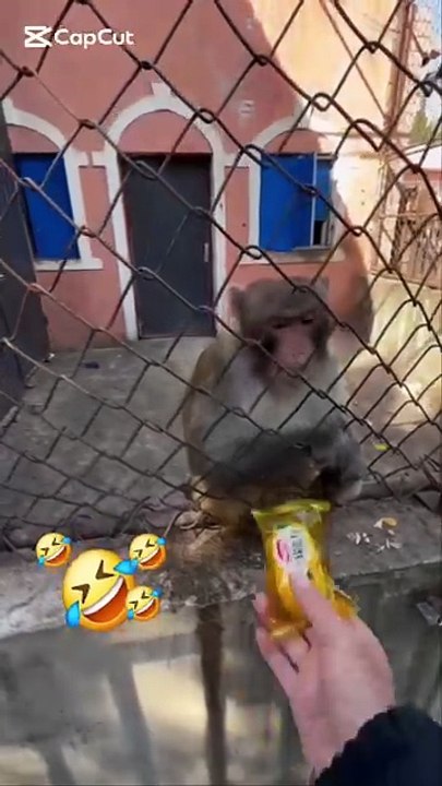 🤣  انسان اور بندر🤣