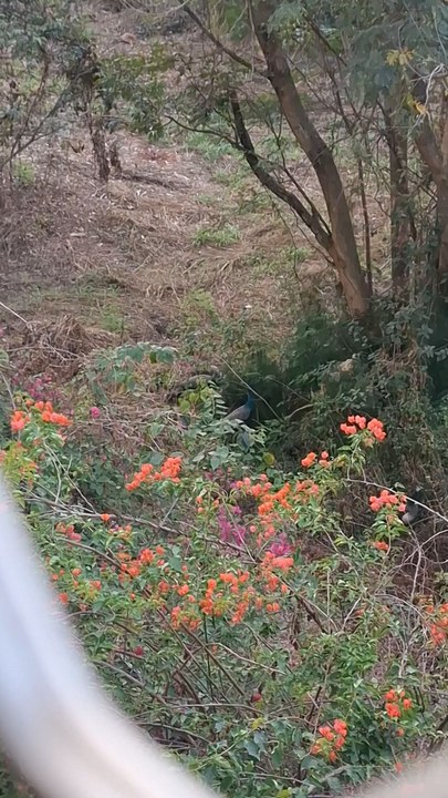 Peacocks and peahens next to our home