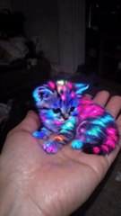 💖NEON CAT🐾🌈 #cat #kitten #neon💖💥ABONNES-TOI STP🙏💖 MERCI 🙏💖💥