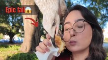 Girl tries Pastel de Belém but ends up losing it to a mischievous bird