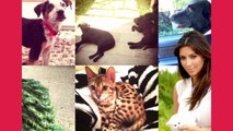 What Happened To All The Pets Owned By The Kardashians  Talko News