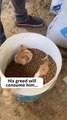 Greedy cat. Funny Cats Movements For Cat lovers. Must Watch