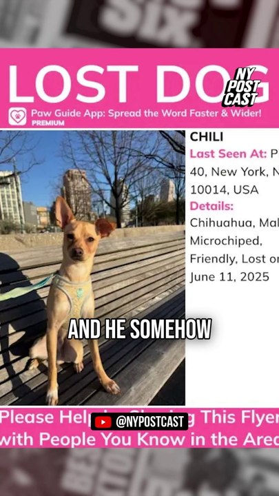 Chili the Chihuahua mix goes missing for 10 days — until kayaker plucked pup from Hudson River