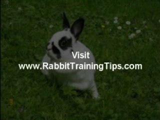 Rabbit Training Tips that Work