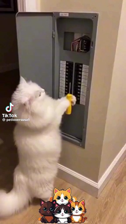 Das Kätzchen steht unter Strom