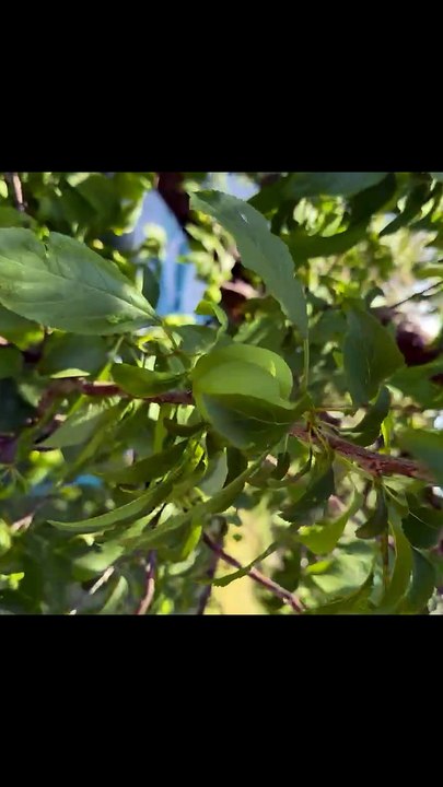 Plums (can plum)
