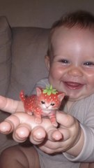 💖Chaton fraise🐾🍓#cat #baby #strawberry💖💥ABONNES-TOI STP🙏💖 MERCI 🙏💖💥