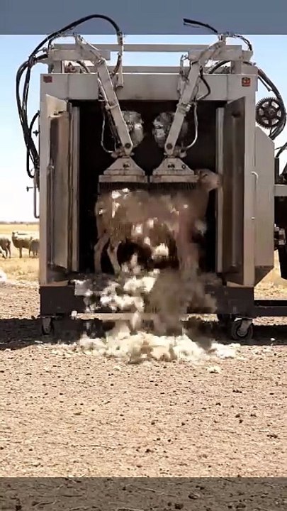 A_huge_machine Best #animals #love (2)