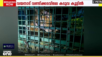 വയനാട് വണ്ടിക്കടവിലെ നരഭോജി കടുവ കൂട്ടിലായി