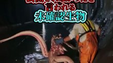 最新衝撃映像 公開されなかったと言われる未確認生物