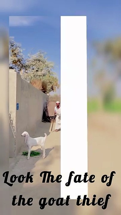 Look The fate of the goat thief