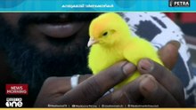 'എന്തിനാ ഇവരൊക്കെ എന്നെ ഇത്ര കൗതുകത്തോടെ നോക്കുന്നത്'; ഒരു കളർ കോഴിയുടെ ആ​ത്മ​ഗതങ്ങളിലേക്ക്