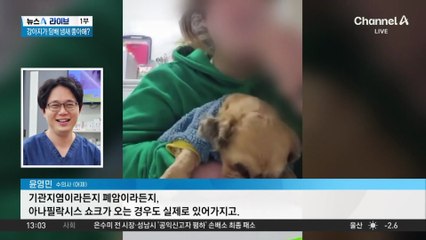 반려견에 담배 물린 견주…학대 논란에 임시 보호